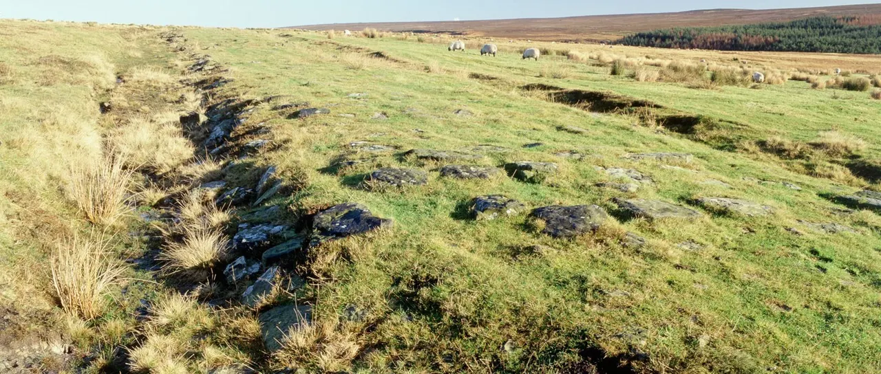 Rolling moorland with exposed rock outcrops, sparse grass and heather, and distant grazing farm animals near woodland.