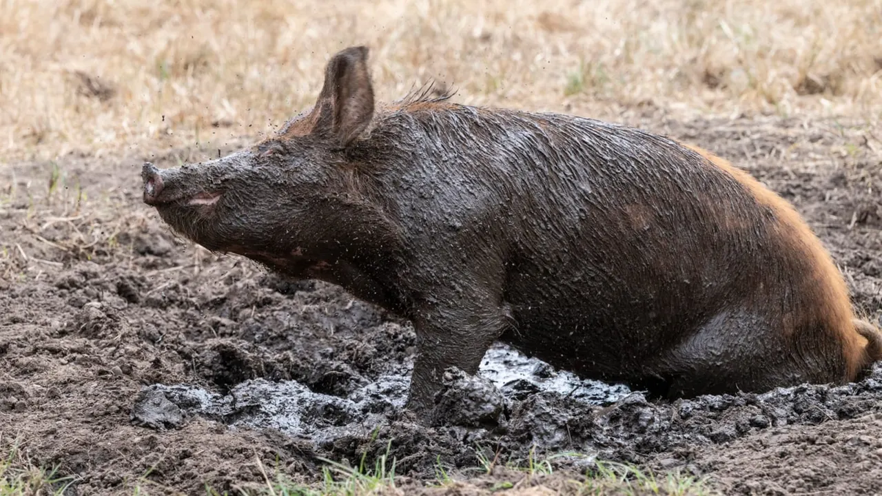 A pig wallowing in mud in a farmyard enclosure.