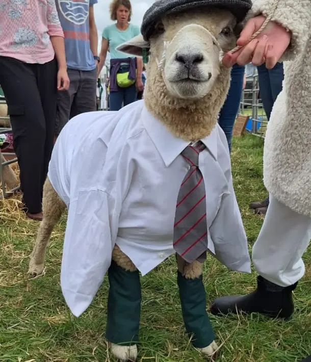 A sheep dressed in a white shirt, tie and flat cap stands among visitors at a farm venue.