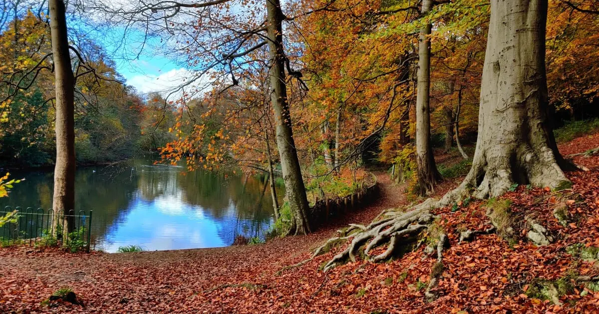 Woodland riverside walk in autumn with tall trees, golden foliage, exposed roots and a calm stream reflecting blue sky.