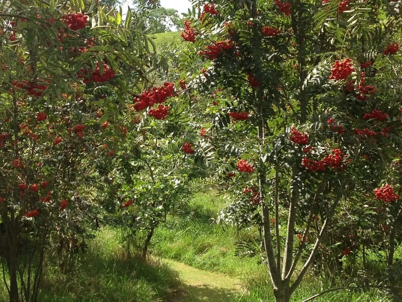 A path runs through an orchard lined with rowan trees bearing bright red berry clusters.