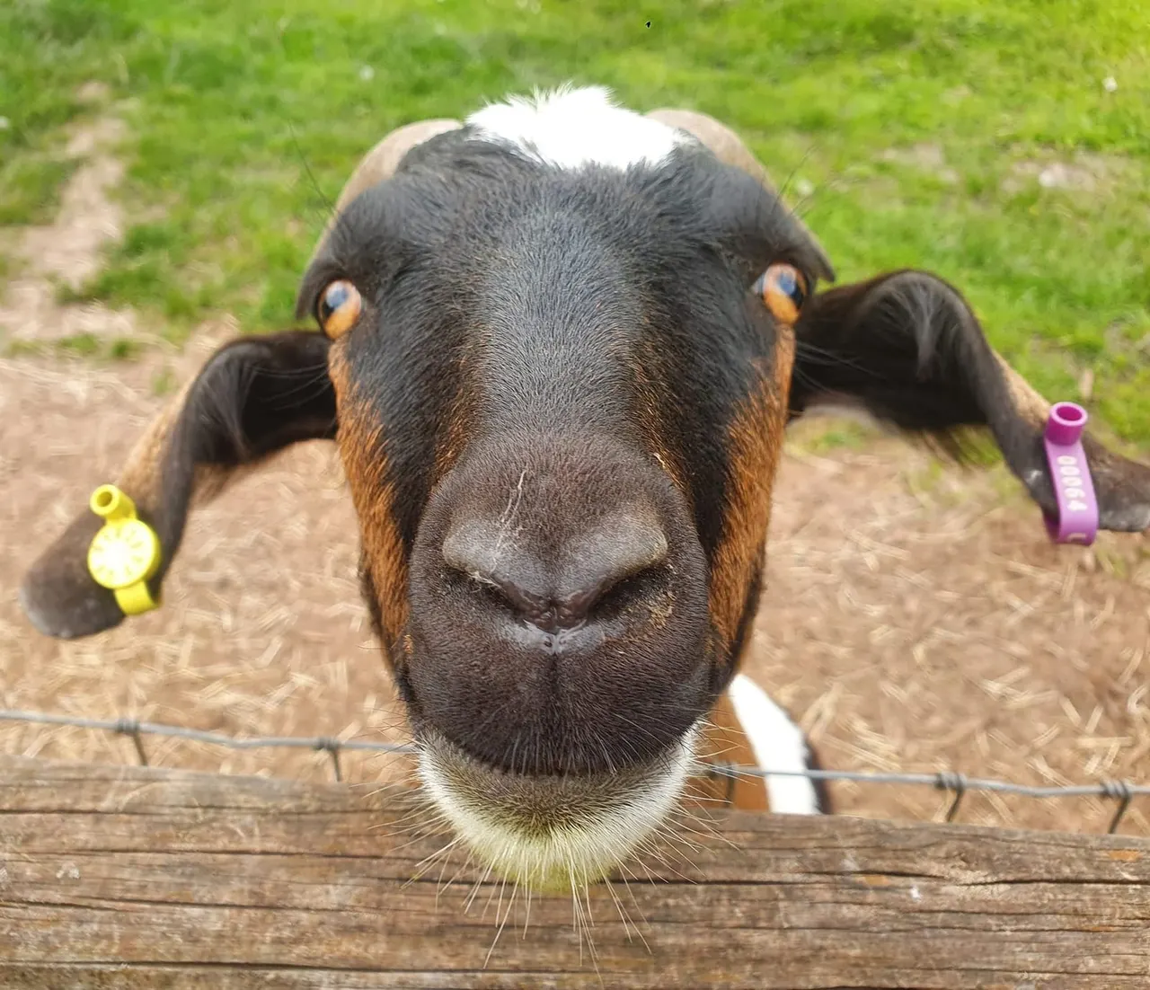Farm animals at Floralands Farm Park