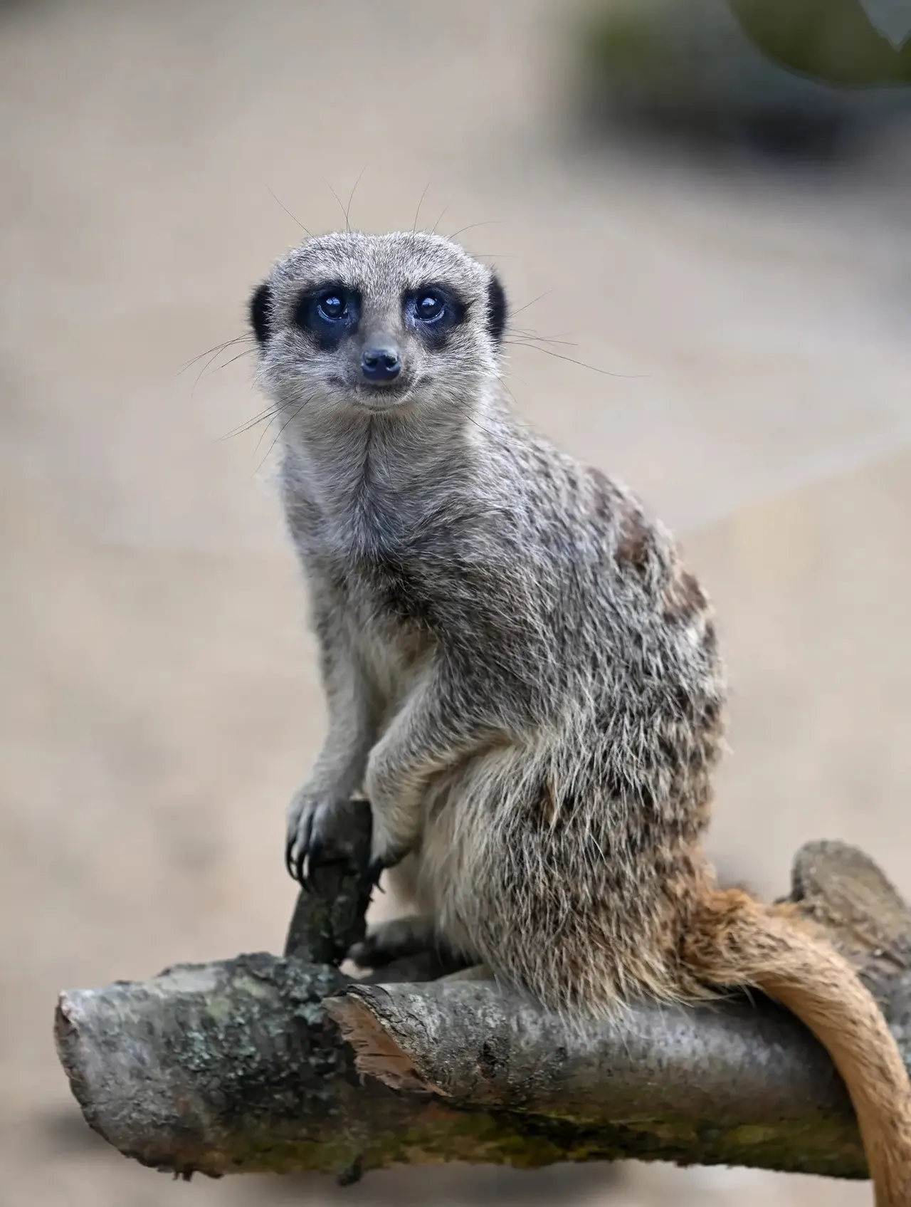 Meerkat standing upright on a log, looking directly at the camera with alert expression.