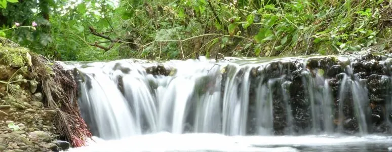 This is a PHOTOGRAPH.

Cascading water flows over moss-covered rocks surrounded by lush green vegetation and tree roots.