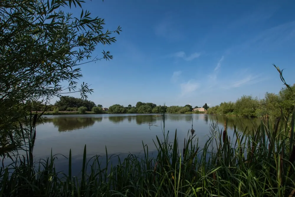 Calm lake bordered by reeds and trees under clear blue sky, with distant buildings visible on the far shore.