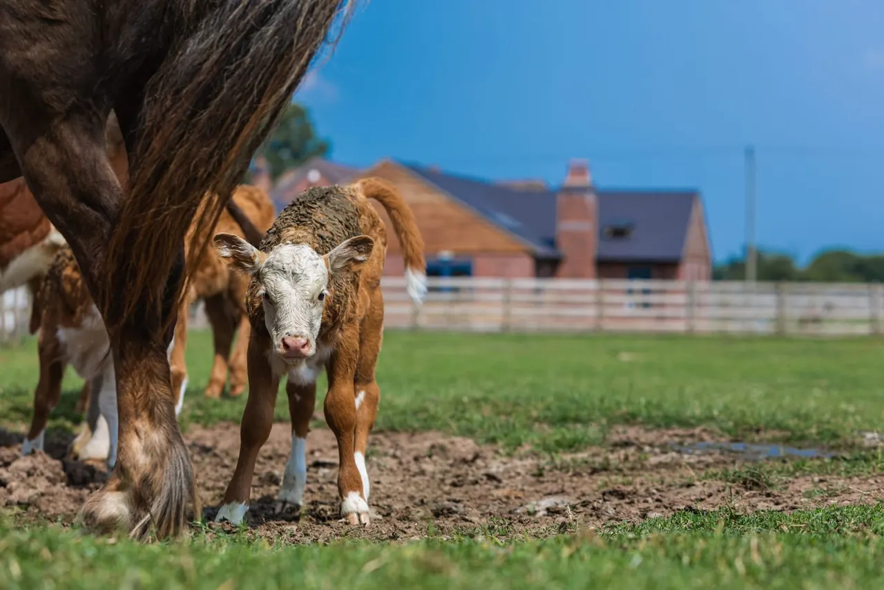 Young goat with white face standing in a paddock beside an adult goat, with a brick farmhouse and fencing in the background.
