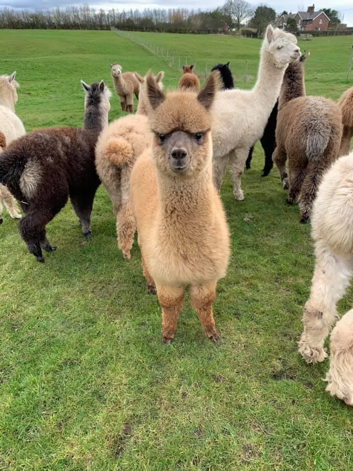 A herd of alpacas in various colours standing in a green pasture with farmland and buildings visible behind.