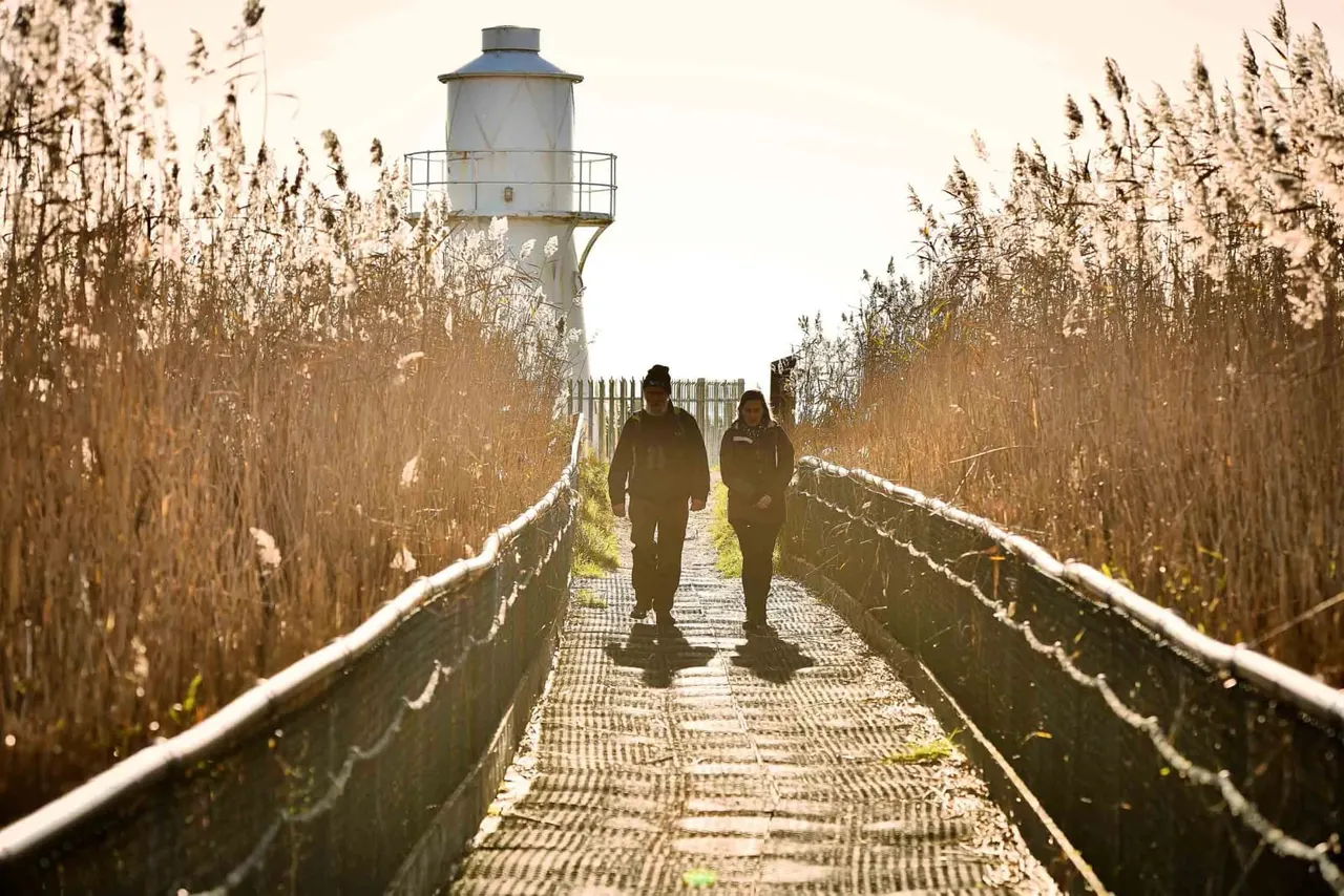 Two visitors walking along a boardwalk through dried reeds towards a lighthouse at a wetland nature reserve.