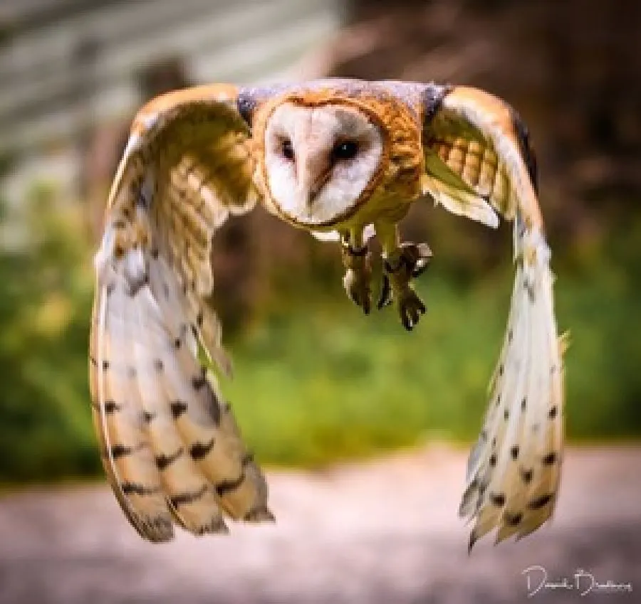 Barn owl in flight with wings spread wide, talons extended, against blurred green background.