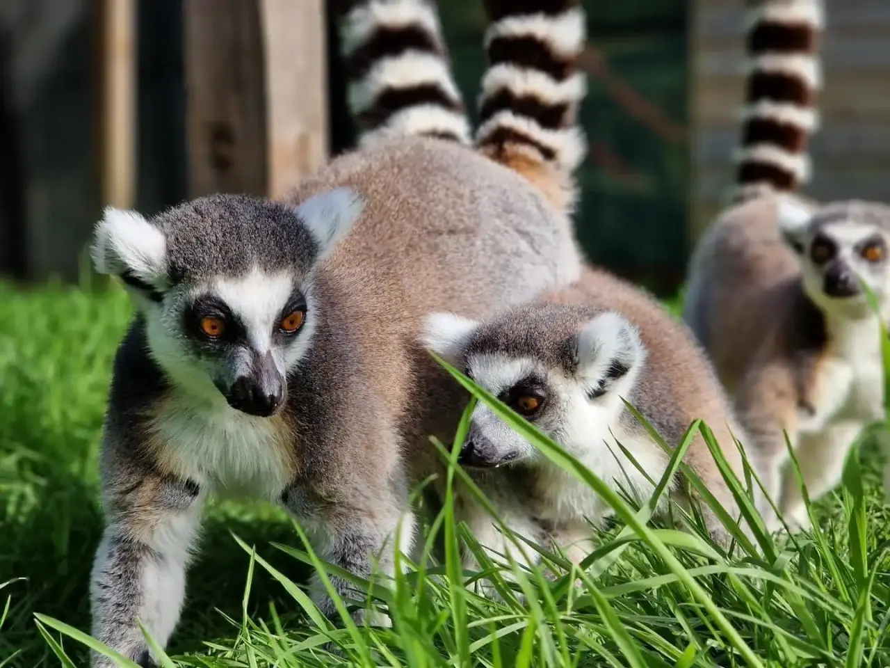 Lemurs walking on grass with striped tails, one in foreground eating vegetation and others behind.