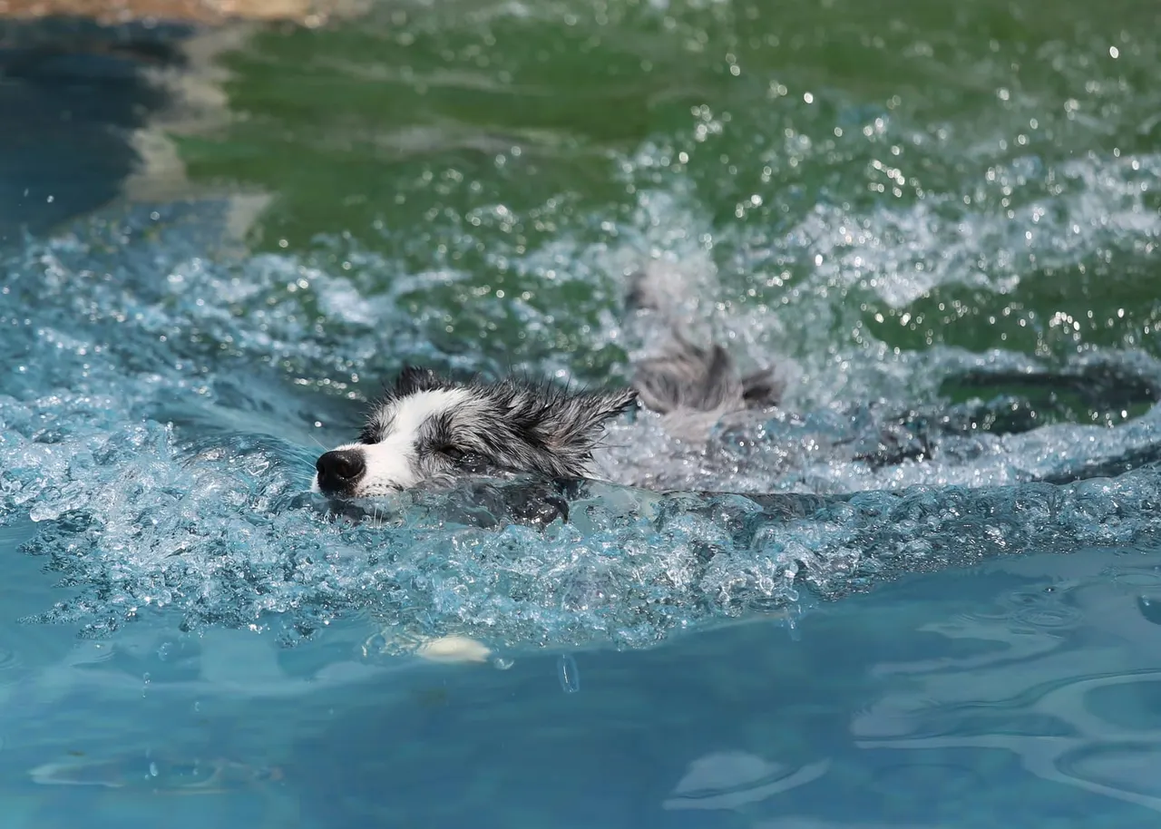 Black and white dog swimming in clear blue water with splashing waves.
