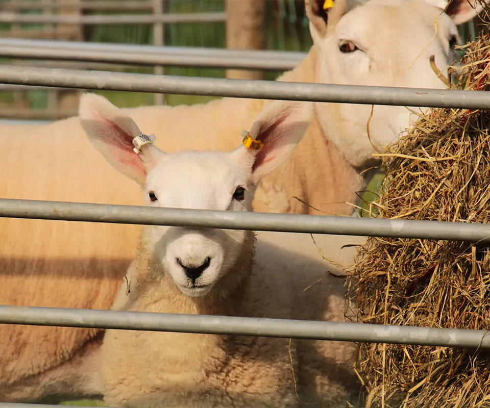 Two goats with ear tags at a farm enclosure, eating hay.
