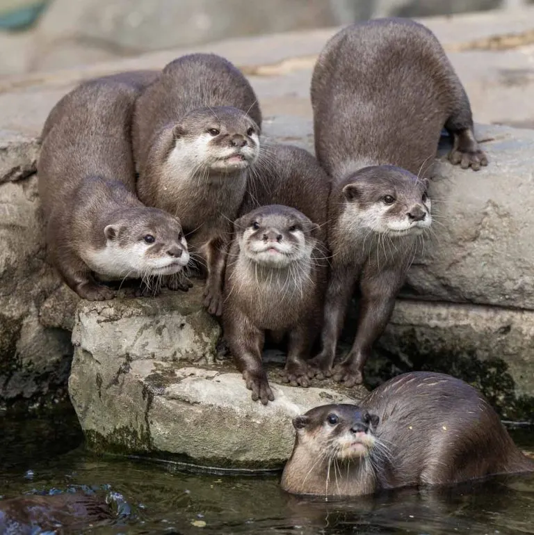 Group of otters on rocks and in water at a wildlife facility.