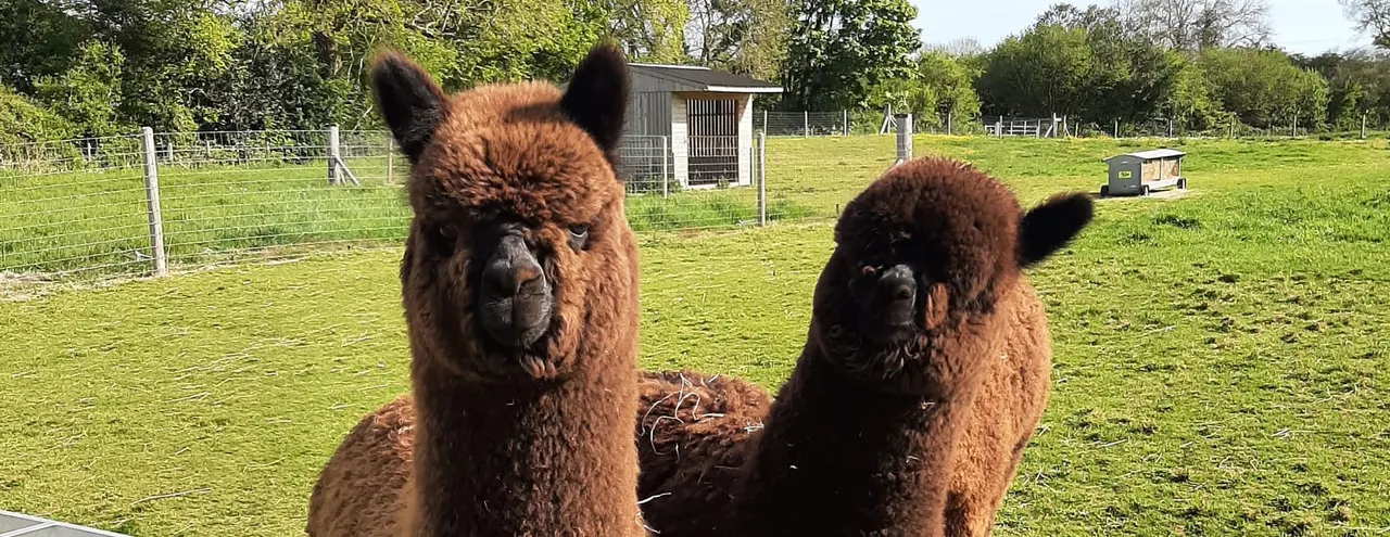 Two brown alpacas standing in a fenced field with farm buildings and trees in the background.