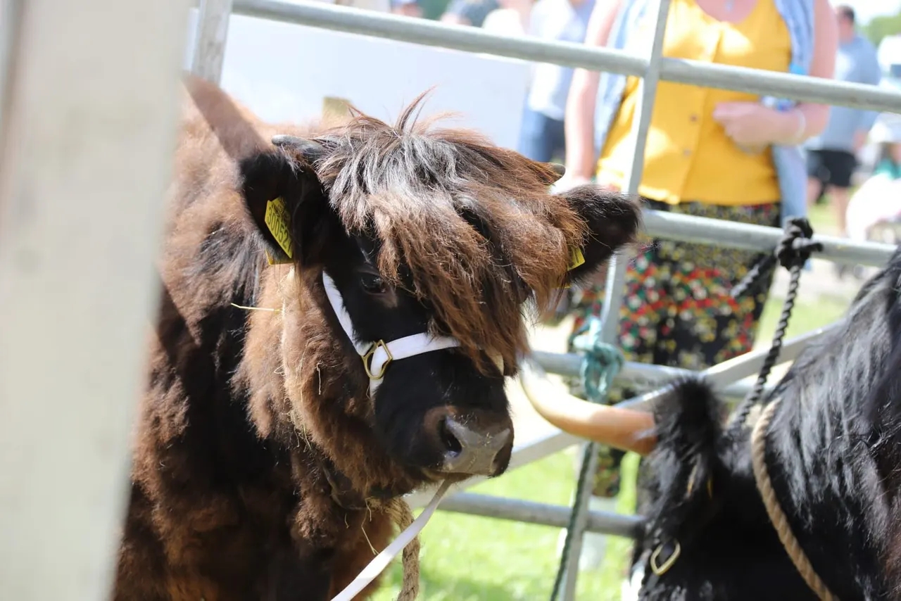Long-haired cattle with yellow ear tags at an agricultural show with spectators behind a fence.