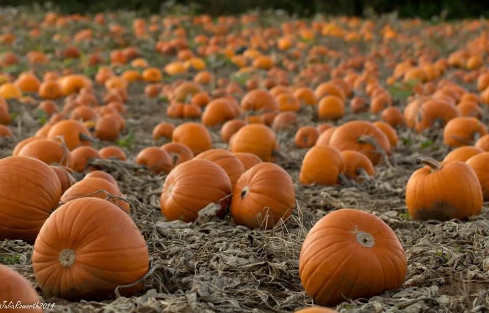 Pumpkin field and farm activities at Maxeys Pick Up A Pumpkin