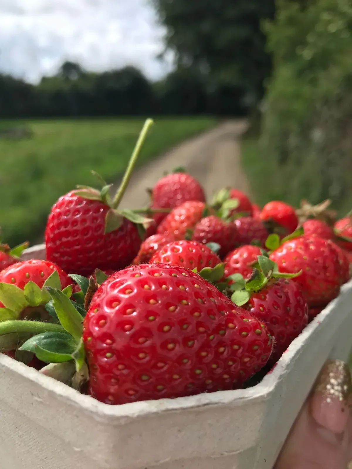 Fresh red strawberries in a white container held in hand, with a country lane and green fields visible behind.
