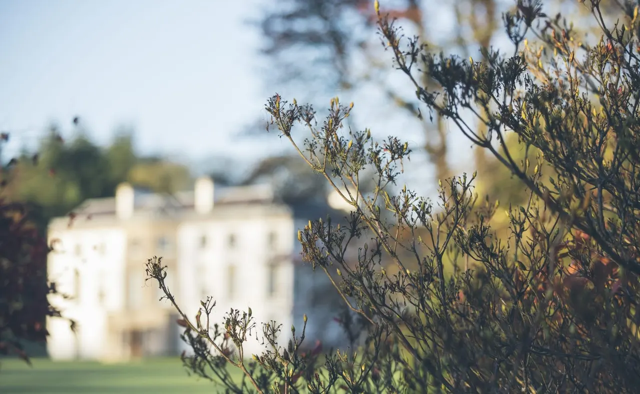 Wild flowers in focus with a grand country house visible out of focus in the background.
