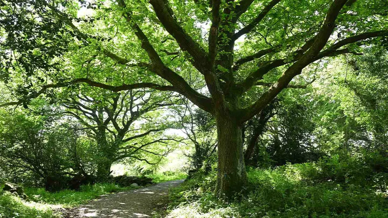 Dappled sunlight filters through a dense canopy of green leaves over a woodland path lined with mature trees.