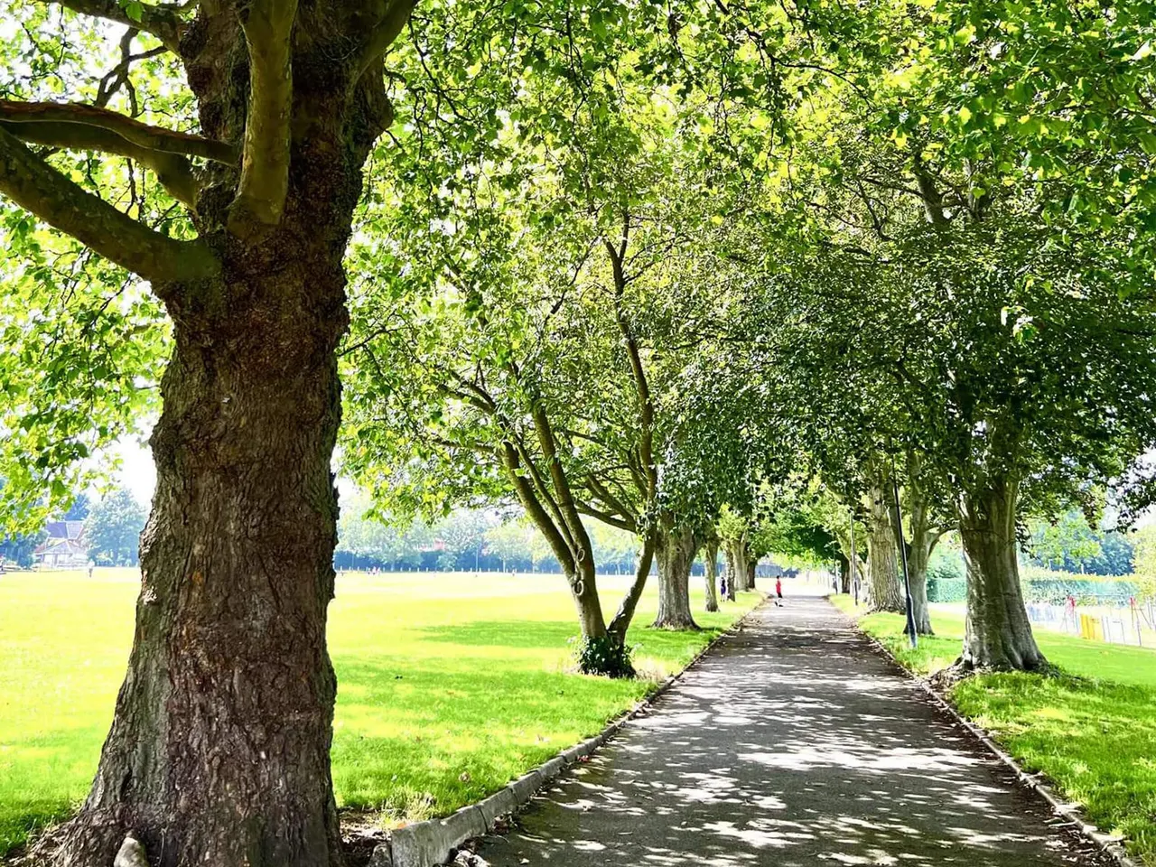 Tree-lined path running through green parkland with mature trees creating a leafy canopy overhead.