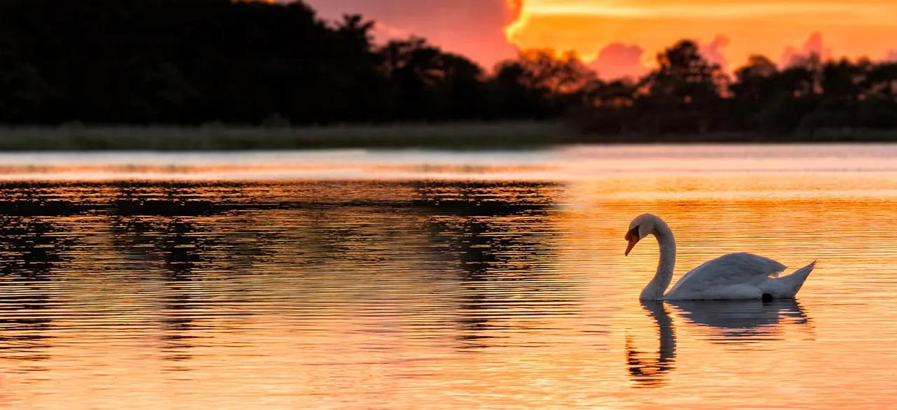 Swan swimming on calm water at sunset with wooded shoreline silhouetted against orange sky.