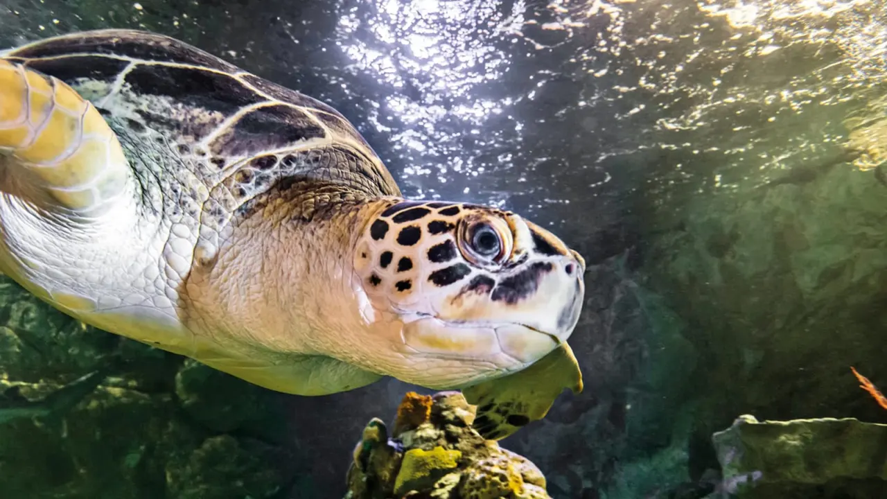 Sea turtle swimming underwater towards the camera with sunlight filtering through the water above.