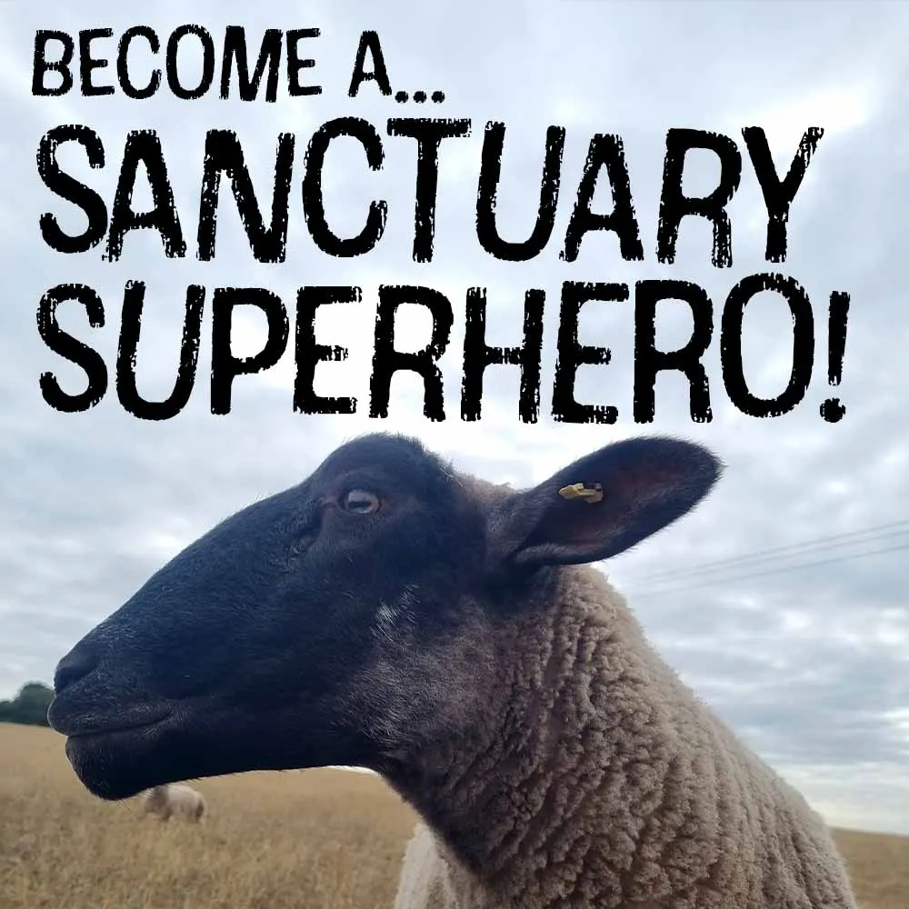 Farm Animal Rescue Sanctuary