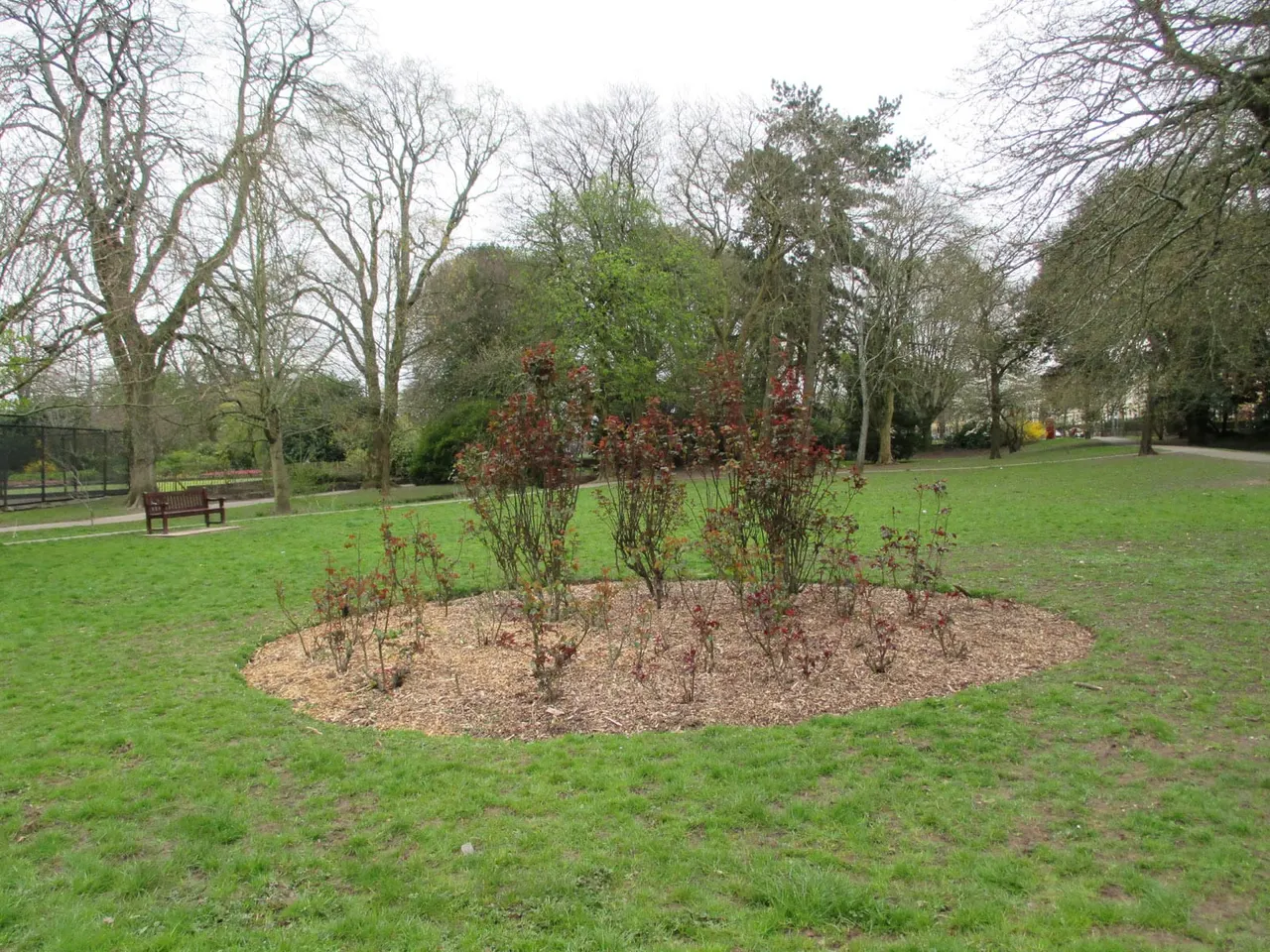 A circular gravel planting bed with red-leafed shrubs in the middle of a spacious park lawn, surrounded by bare and evergreen trees.