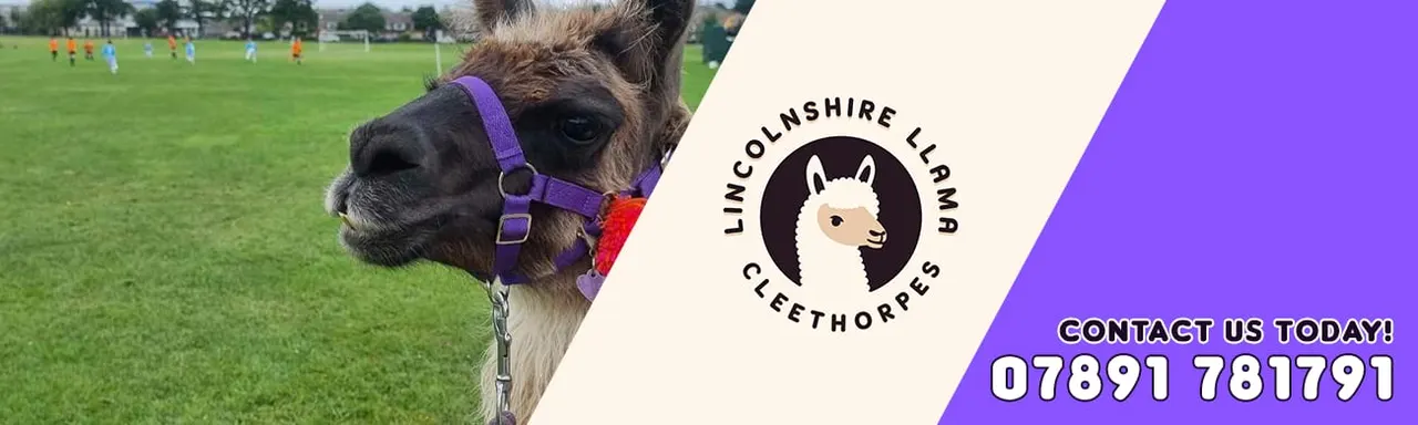 Lincolnshire Llama Cleethorpes