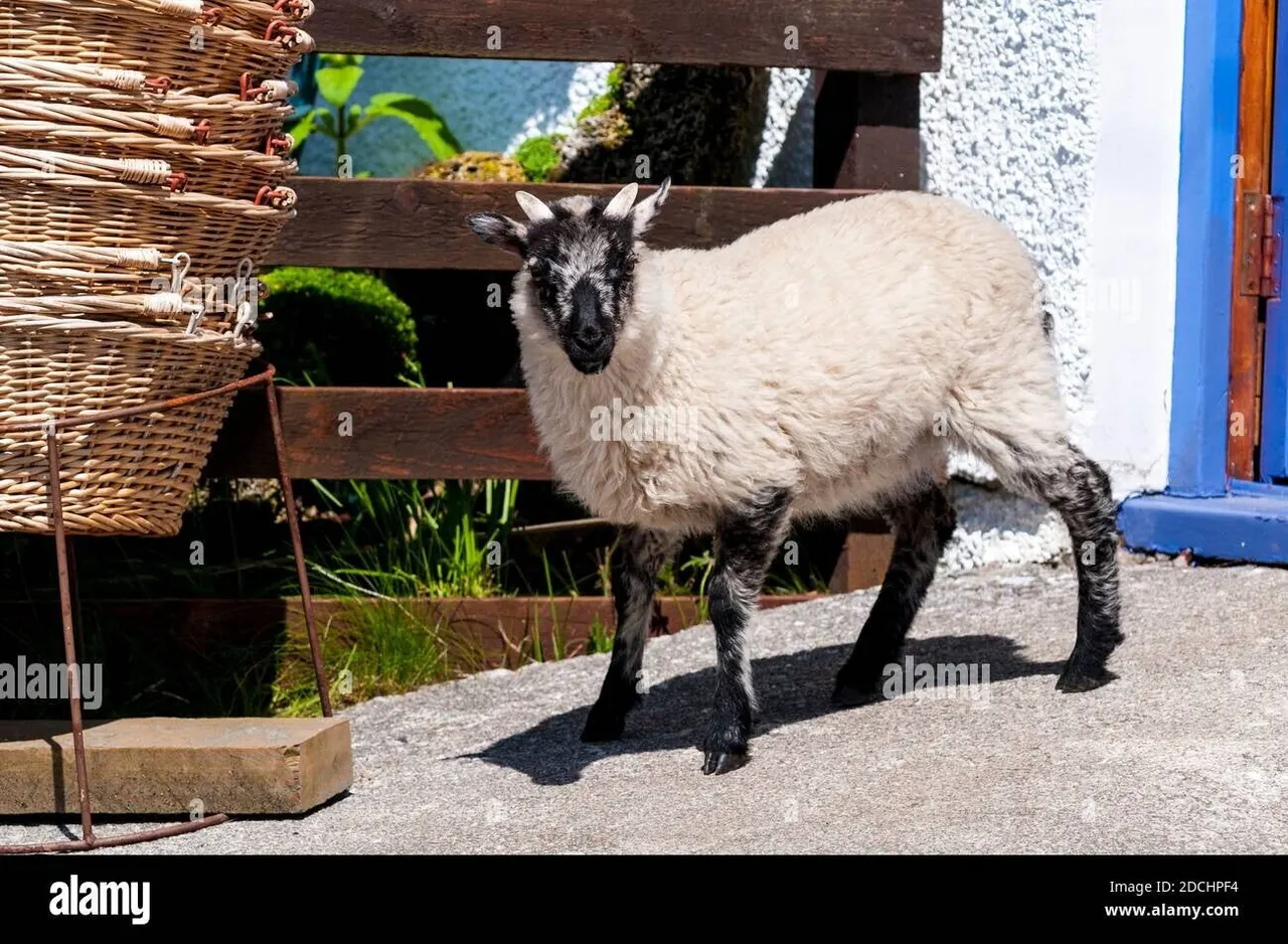 A black and white goat standing in a courtyard beside wicker baskets and planted containers.