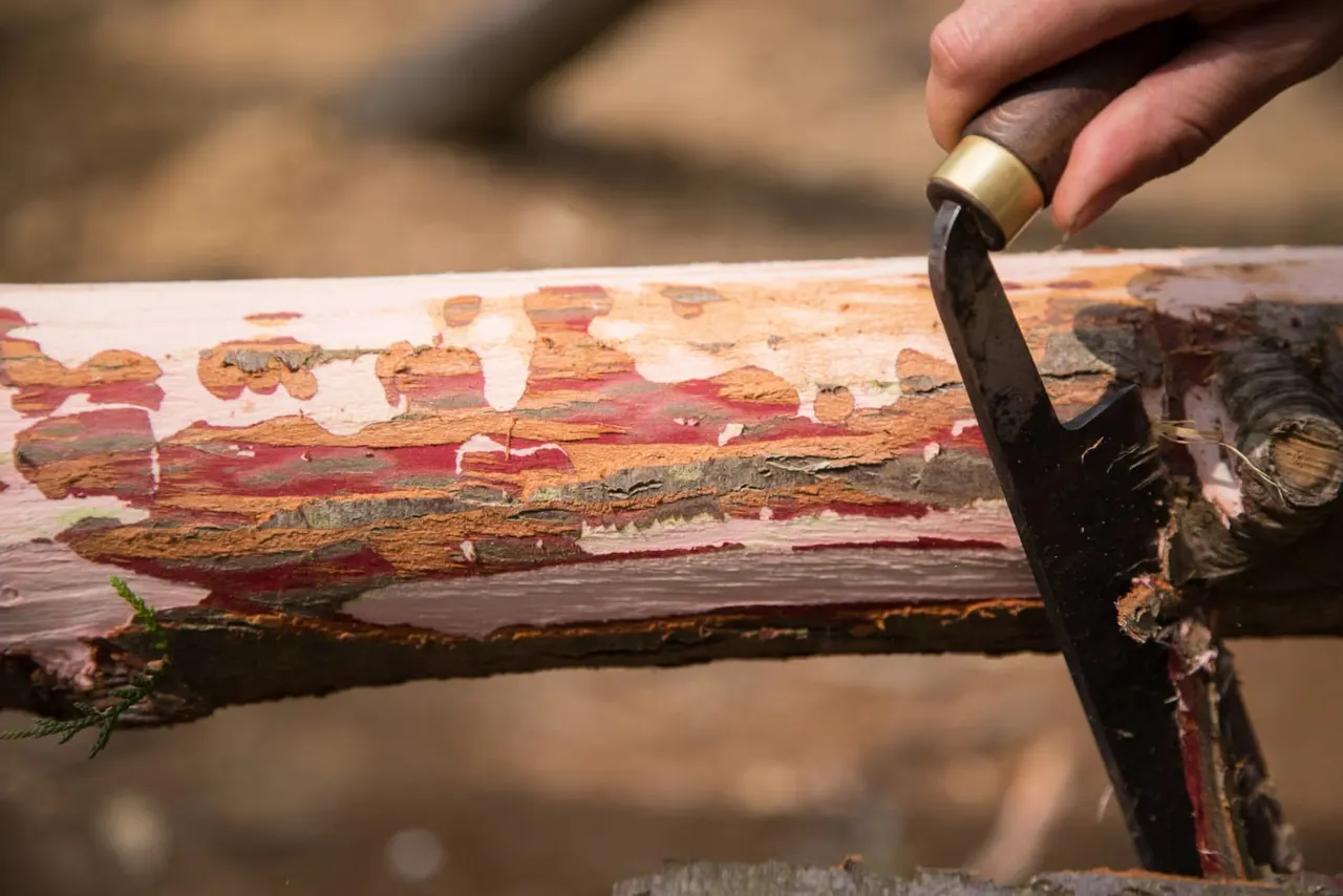 Person using a chisel to strip peeling paint from a wooden log during a woodcraft activity.