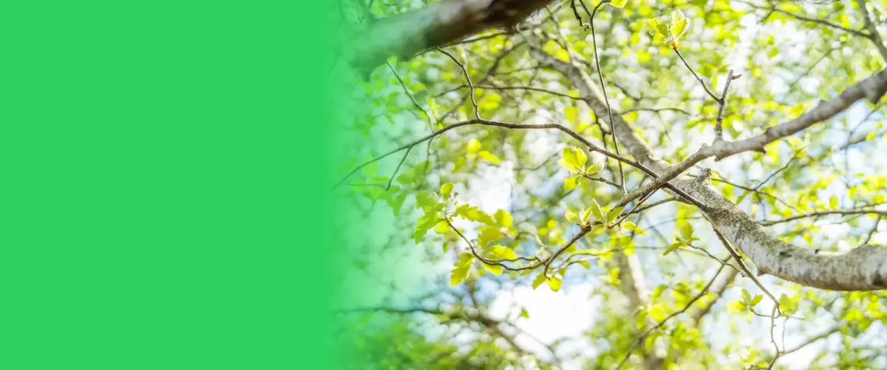 Tree branches with fresh green spring foliage against bright sky.