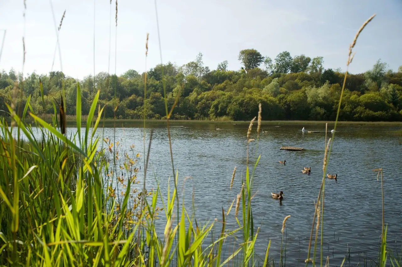 Wetland lake with reeds in foreground, waterfowl swimming, wooded shoreline beyond under clear sky.