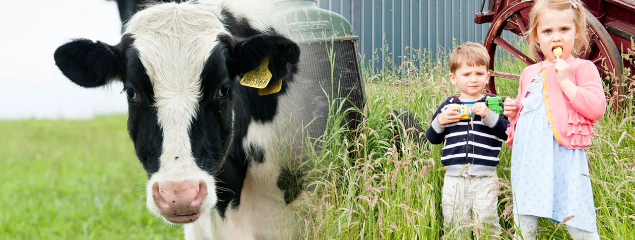 Black and white cow close to camera with two young children eating ice lollies in a farm setting behind.
