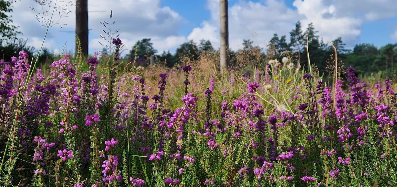 A wildflower meadow with purple flowers and grasses under blue sky with evergreen trees in the background.