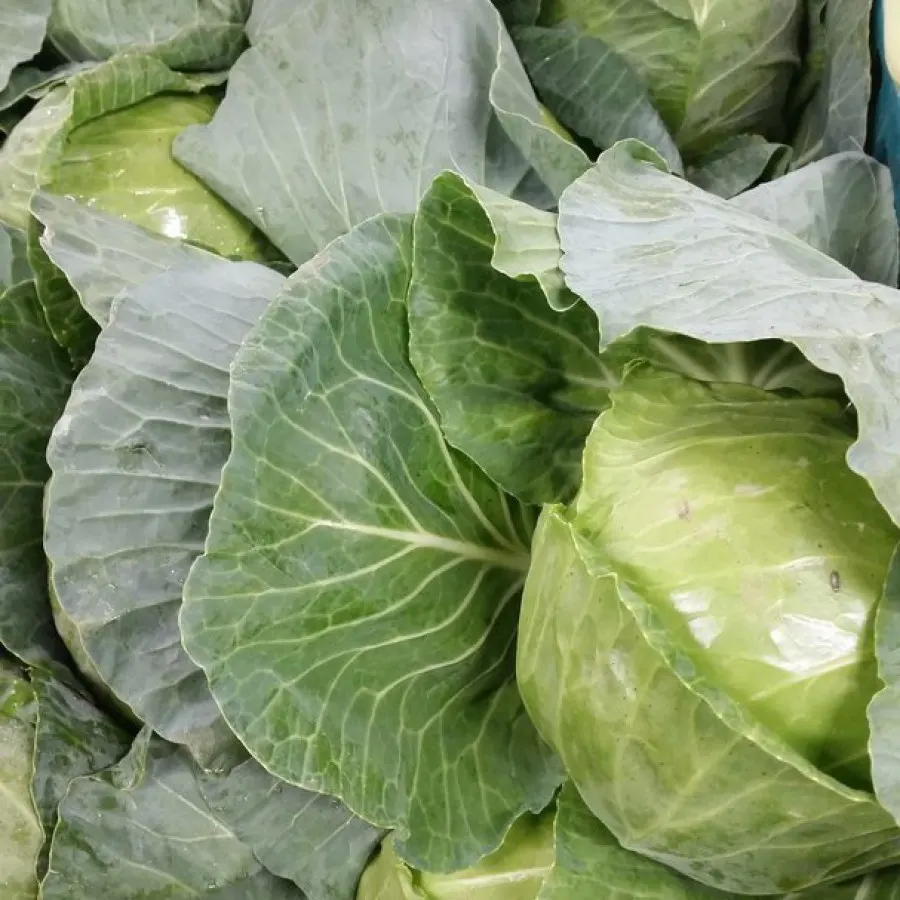 Close-up of fresh green cabbages with layered leaves showing veining and moisture.