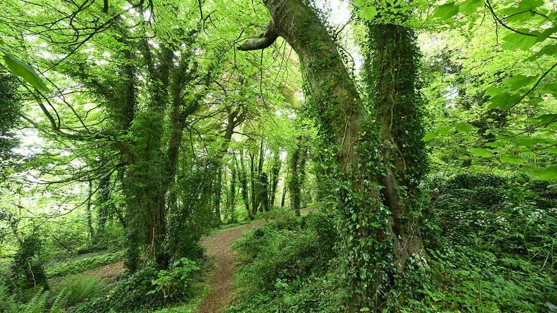A woodland path winds through dense green forest with tall trees covered in ivy and dappled sunlight filtering through the canopy.