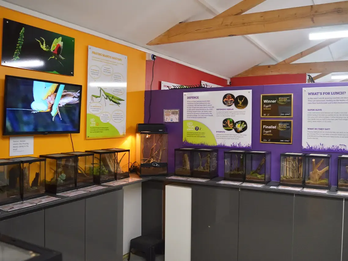 Interior of an insect exhibition with multiple display terrariums, educational panels, and screens showing insects on yellow and purple walls.