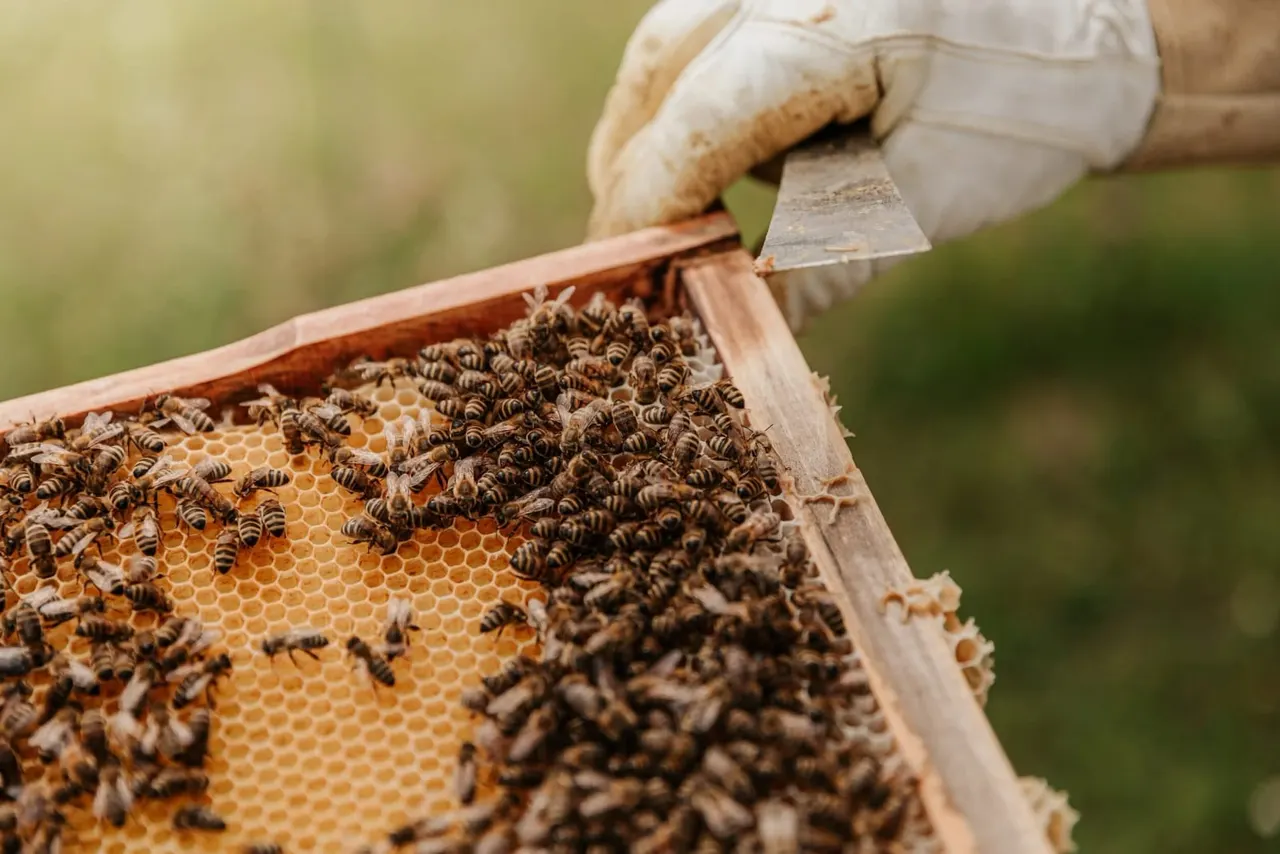 Beekeeper scraping honeycomb frame with tool, bees clustered on wax cells in wooden hive frame.