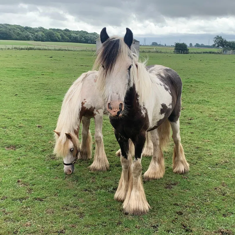 A piebald horse with long pale mane stands in a green pasture under cloudy skies.