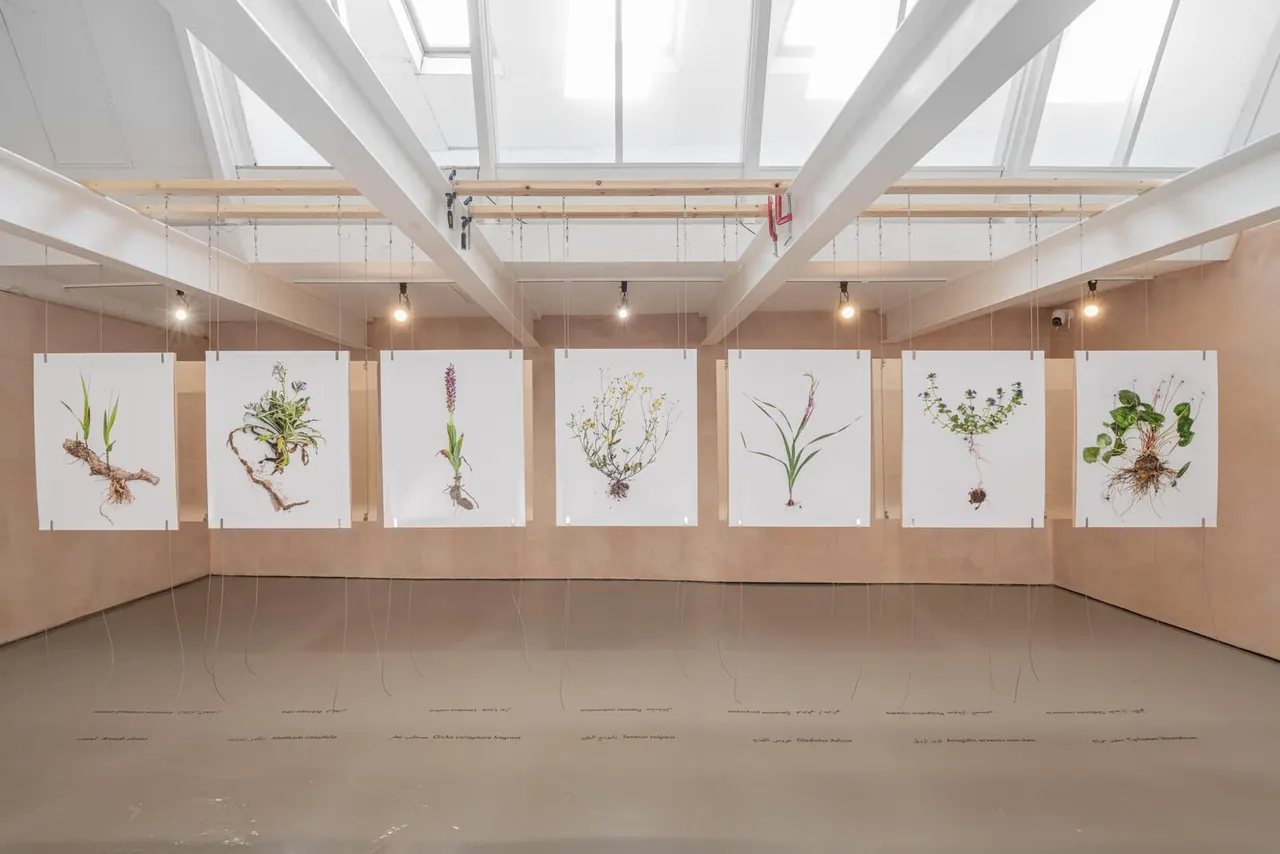 Gallery interior with seven botanical illustrations of plants and roots hung from ceiling in bright, modern space with skylights.