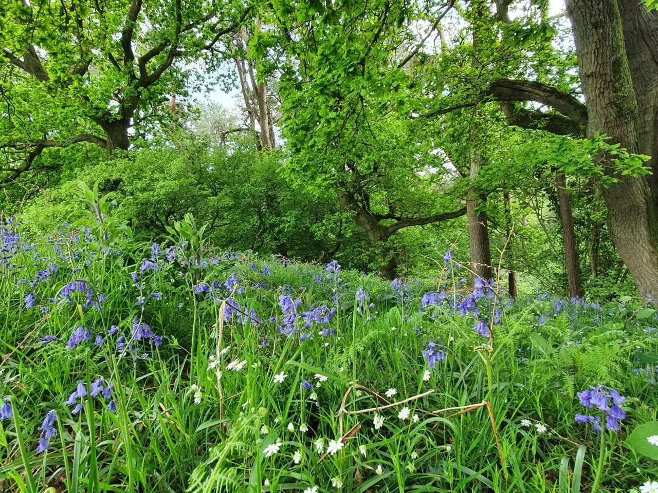 Woodland clearing with purple and white wildflowers blooming beneath mature trees and dappled sunlight.