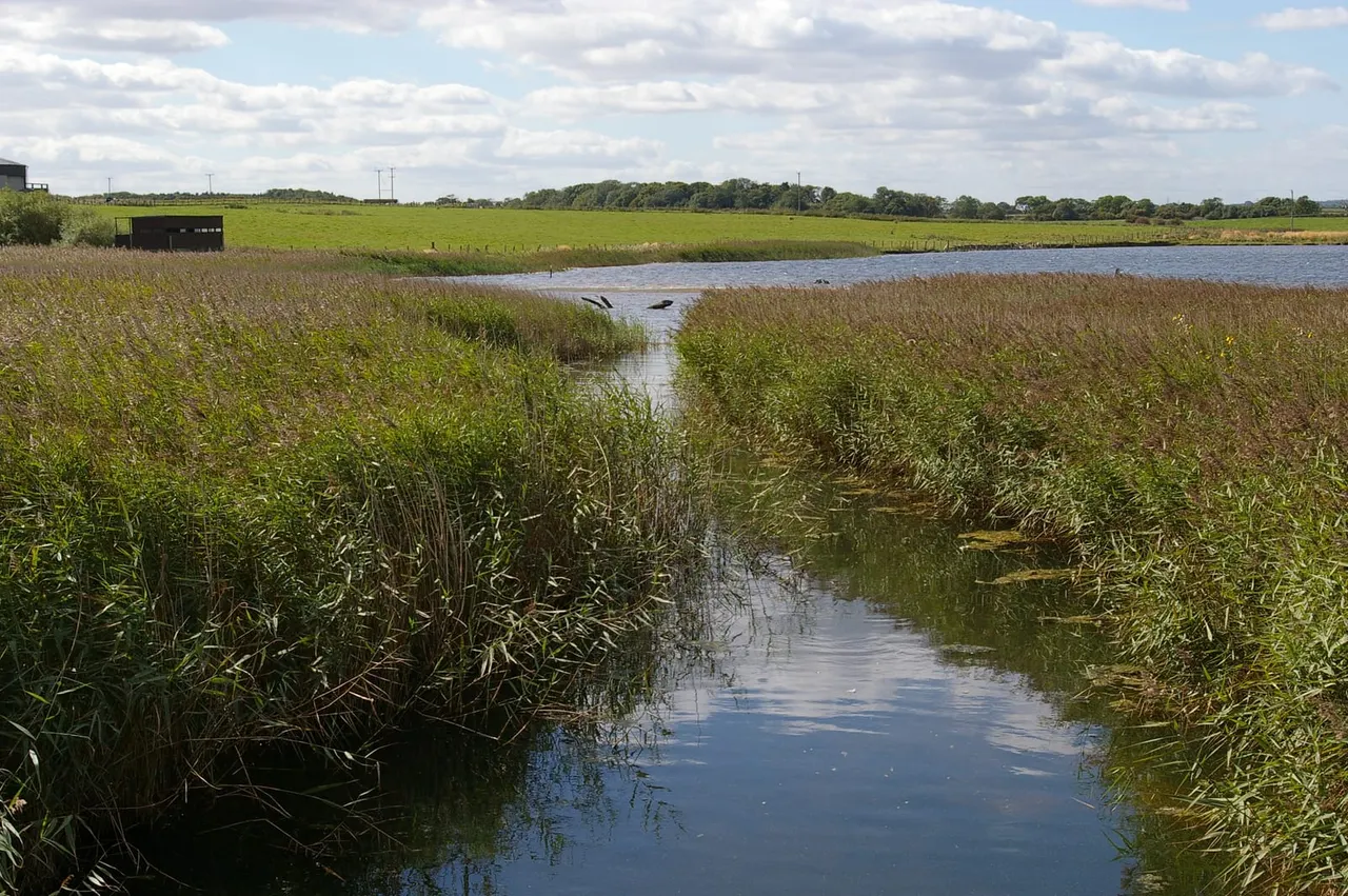 Waterway cutting through reedbed with a large bird wading in the distance, open countryside beyond.
