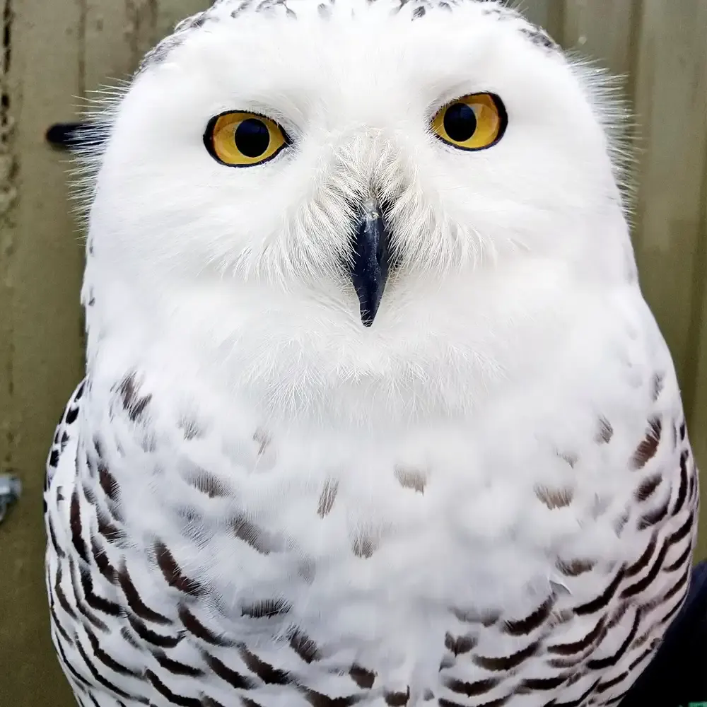 White owl with yellow eyes and dark beak staring directly at camera.