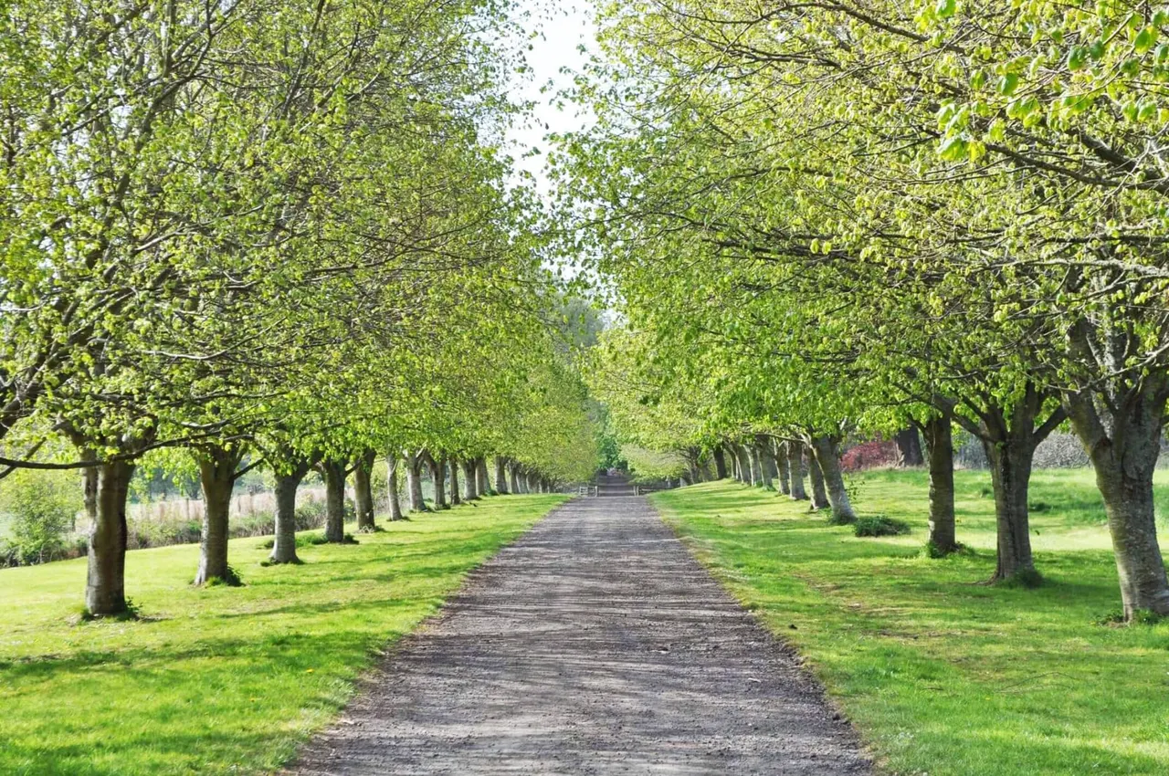 Tree-lined avenue with dark path running through green parkland between rows of mature trees.