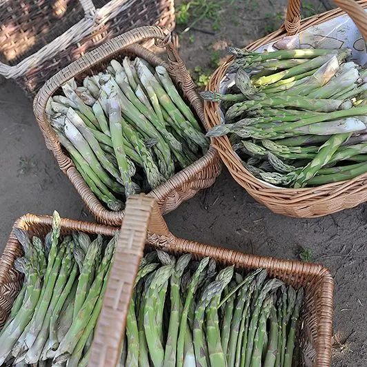 Fresh asparagus bundles displayed in wicker baskets at a farm shop.