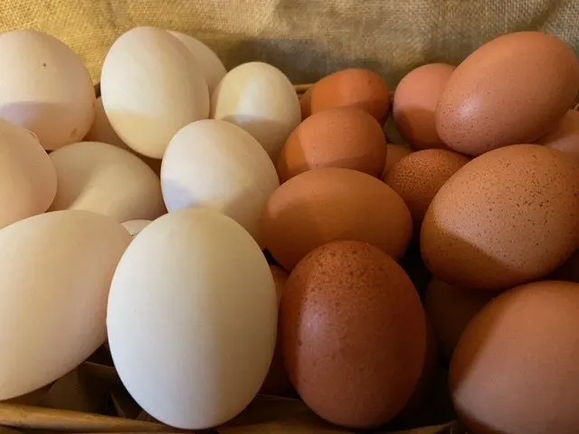 White and brown eggs arranged together in a basket or tray.