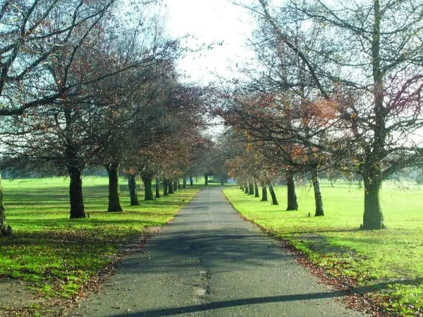 Tree-lined driveway leading through parkland with mature trees on both sides and green grass verges.