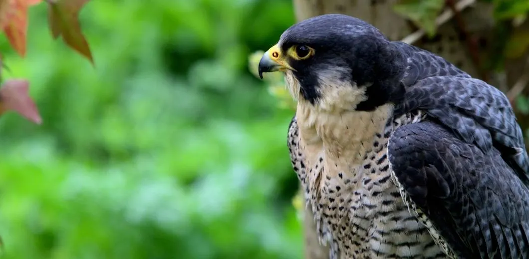 A peregrine falcon perched in profile with blurred green foliage behind it.