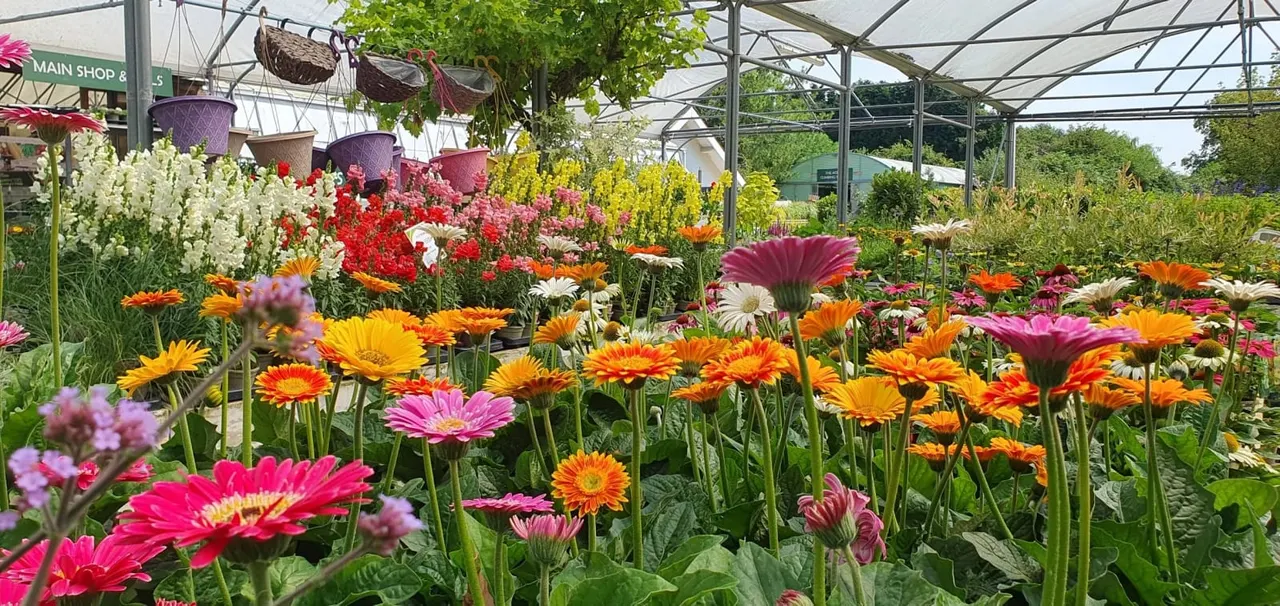 Colourful gerberas and other flowering plants blooming inside a greenhouse at a garden centre.